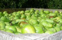 Washington apple orchard