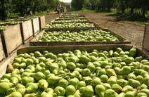 Washington apple orchard