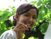 Picking Washington Apples
