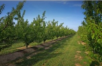 Washington apple orchard
