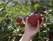 Picking Washington Apples